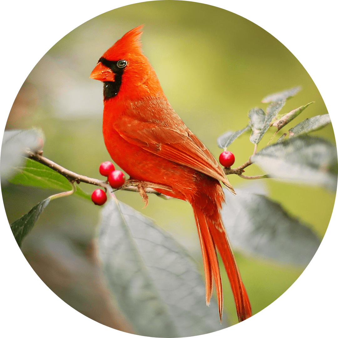 Cardinal