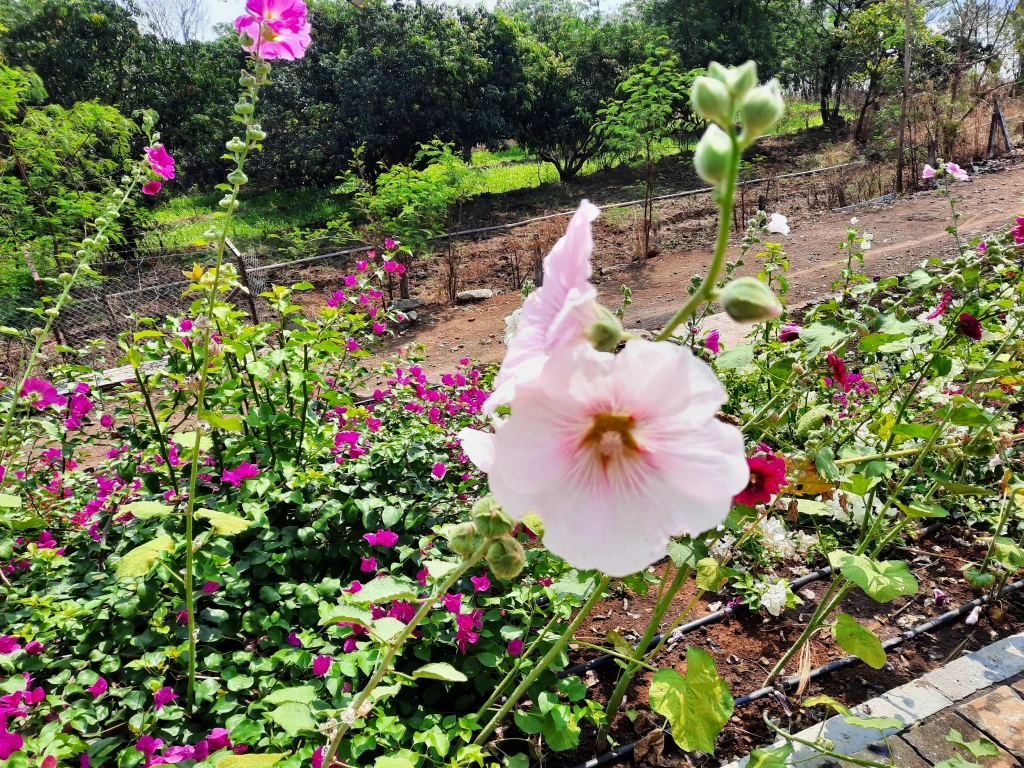 more flowers